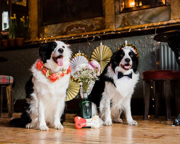 Pooches and Parties: How to Plan a Doggy Friendly Wedding